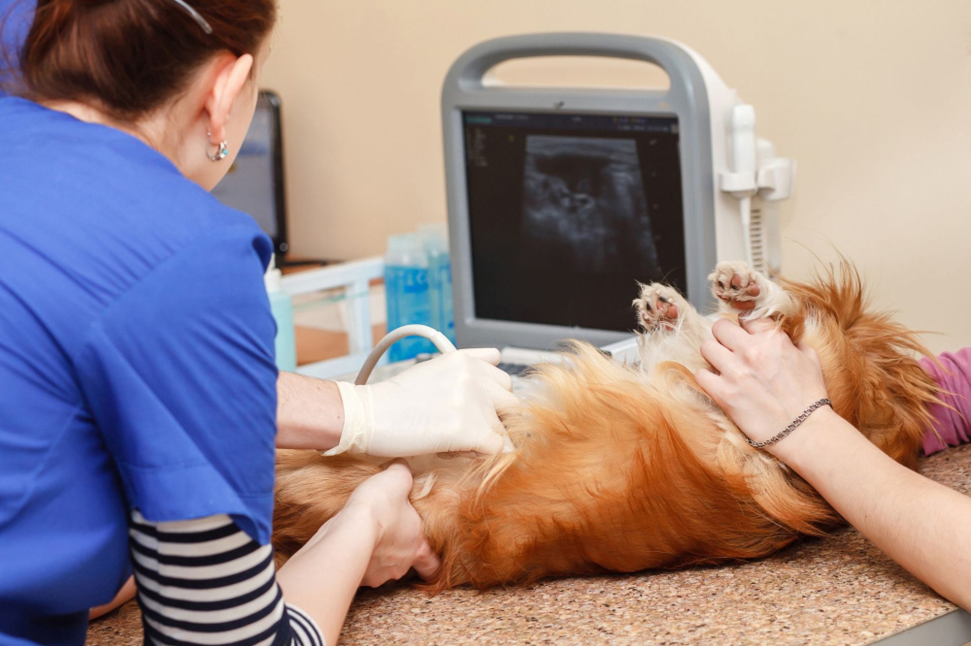 Consulta canina