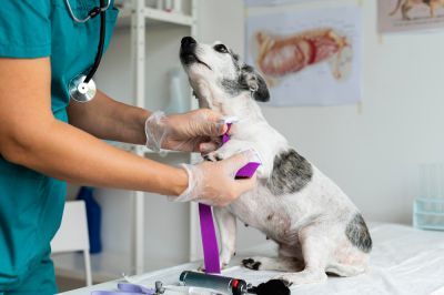 Consulta canina