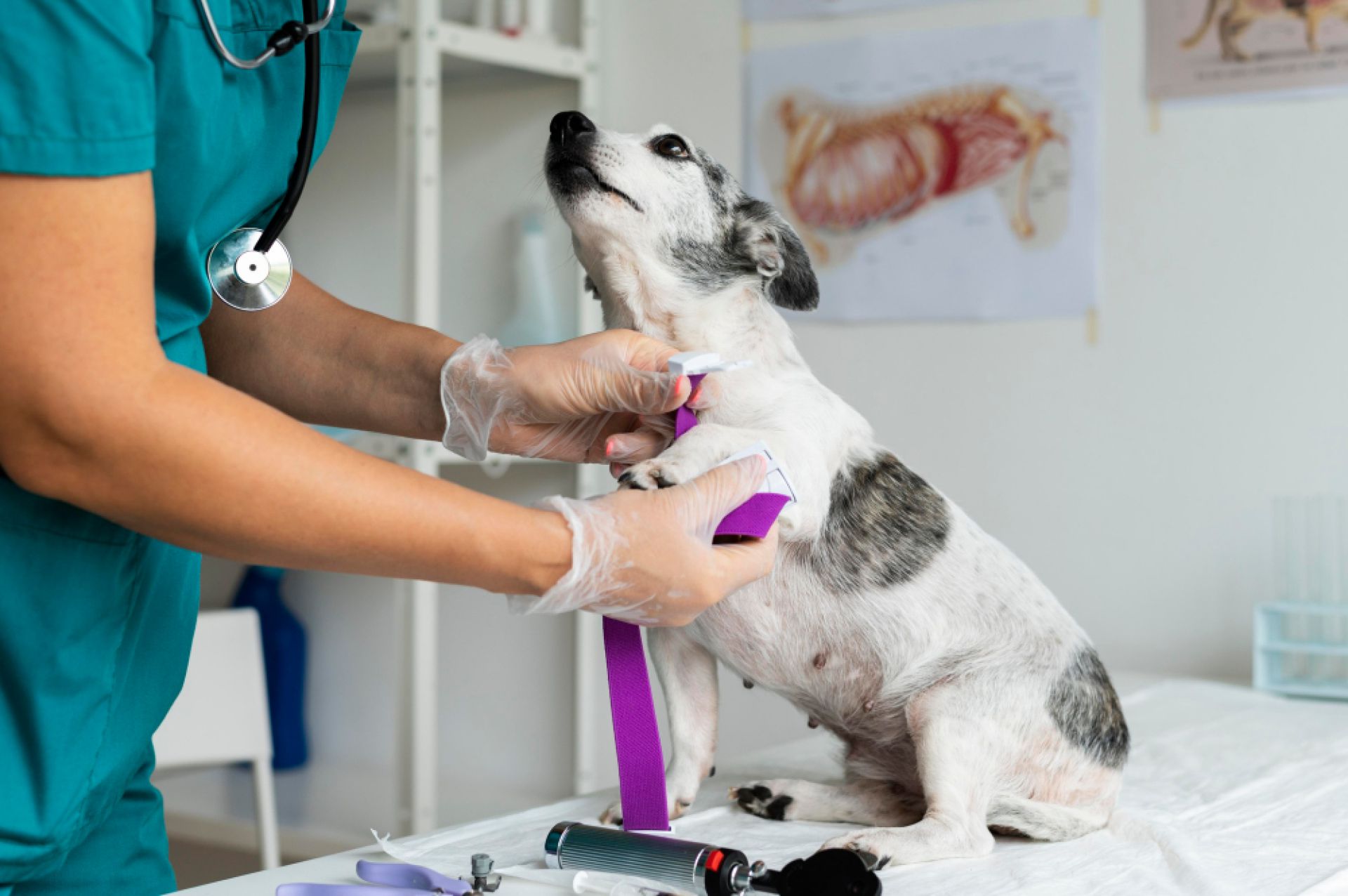 Consulta canina