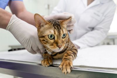 Internação felina