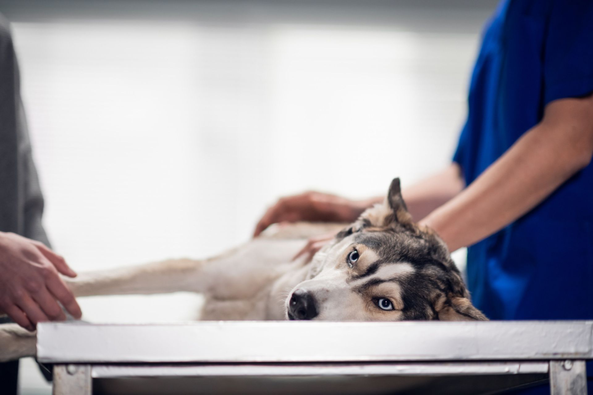 Consulta canina