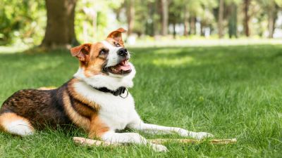 Dicas para a saúde do seu pet no dia a dia.