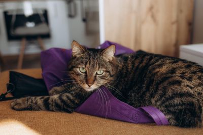 Dúvidas de como adotar um animalzinho de estimação?